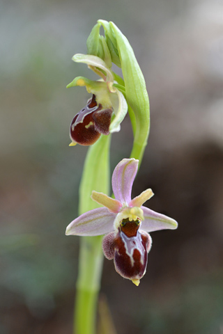 Ophrys picta x virescens