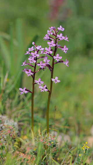 Orchis brancifortii