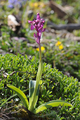 Orchis mascula x spitzelii