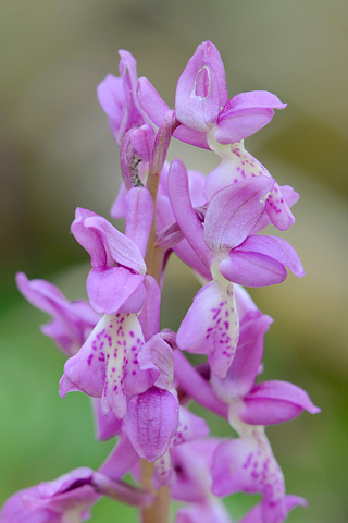 Orchis pallens x spitzelii