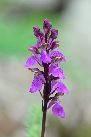 Orchis spitzelii