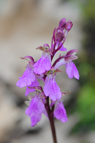 Orchis spitzelii