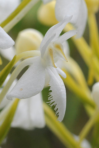 Platanthera cblephariglottis