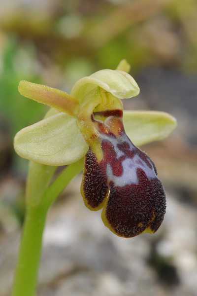 Ophrys forestieri x passionis