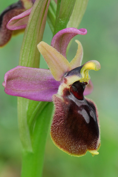 Ophrys passionis x tenthredinifera