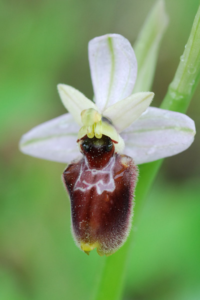 Ophrys arachnitiformis x tenthredinifera