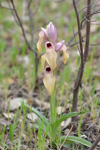 Serapias neglecta